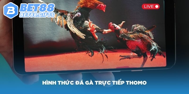 Kèo cược đa dạng cùng đấu trường Thomo